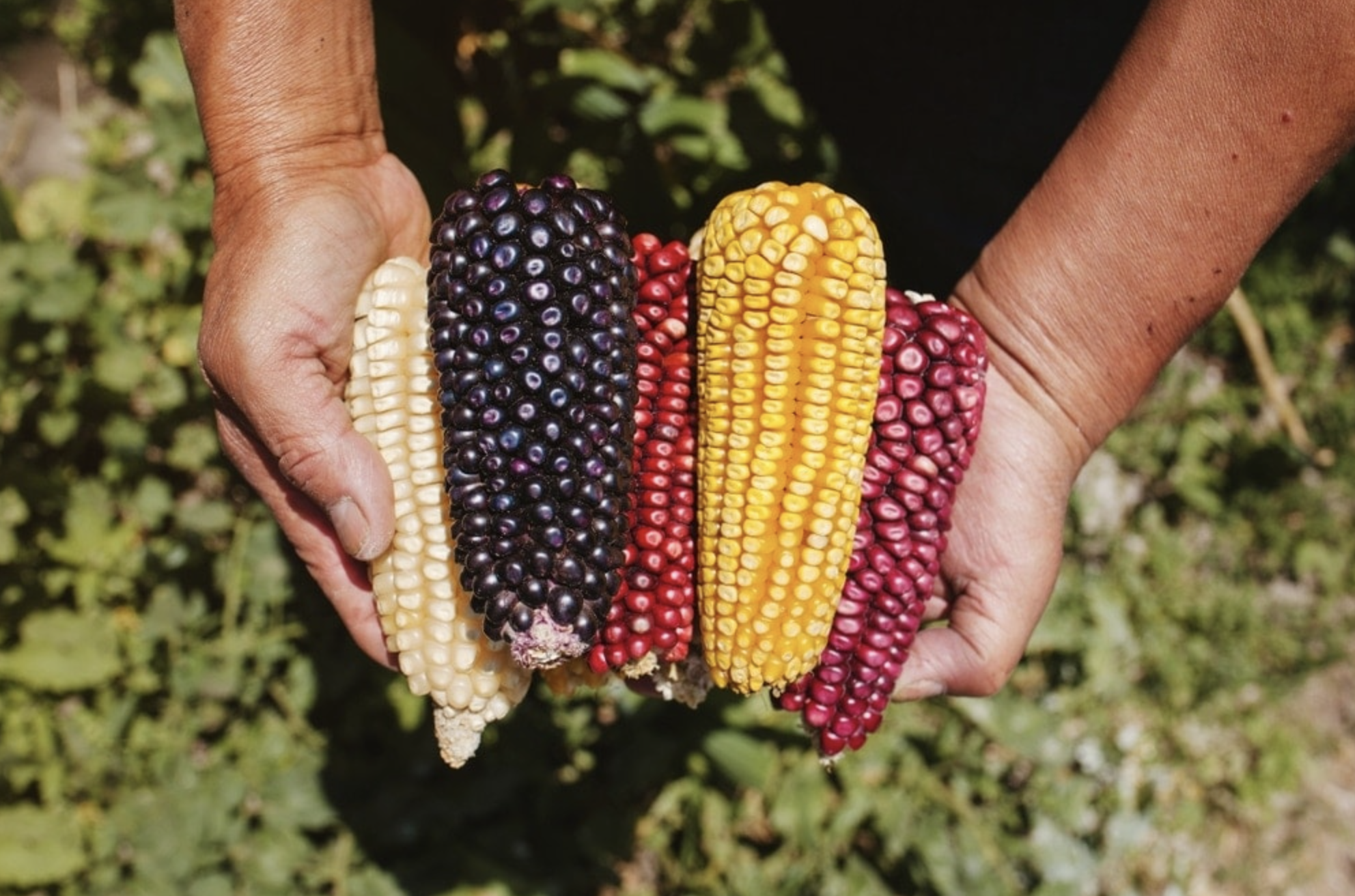 beneficios de comer elote